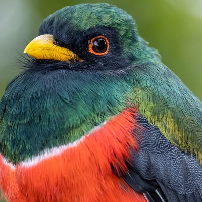 Male Masked Trogon