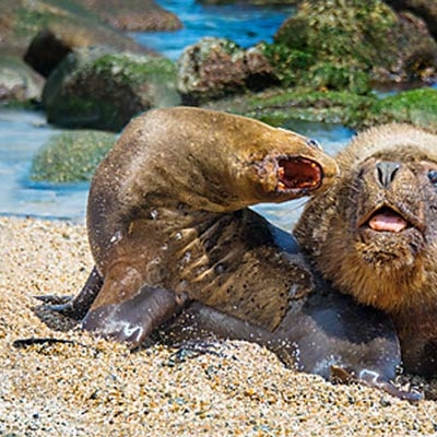 Mating sea lions