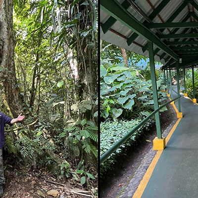 Almendro Tree and covered walkway at Selva Verde