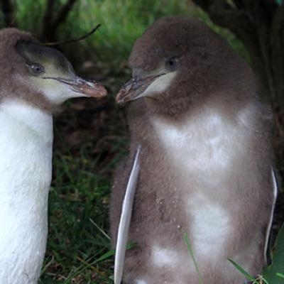 Molting Yellow-eyed Penguin chicks