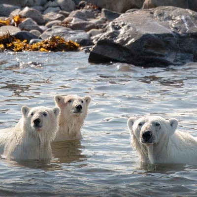 Polar bear with cubs