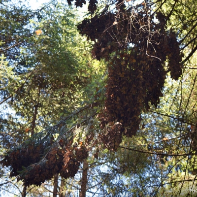 Monarch roost