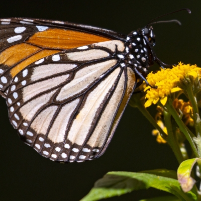 Monarch close-up