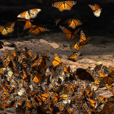 Cluster of Monarchs