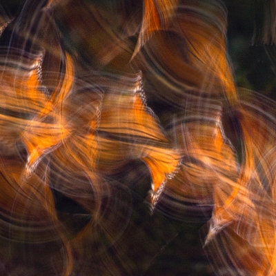 Monarchs in flight