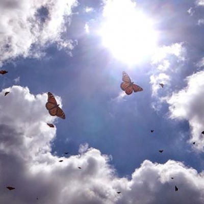 Monarchs in sunlight