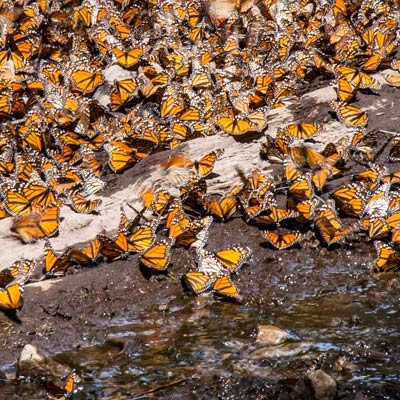 Monarchs watering hole