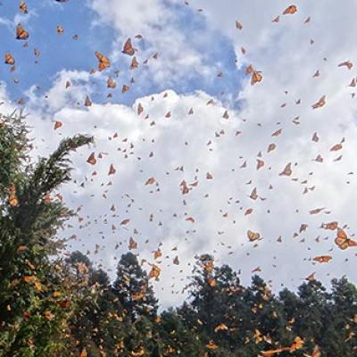 Monarch Butterflies in flight