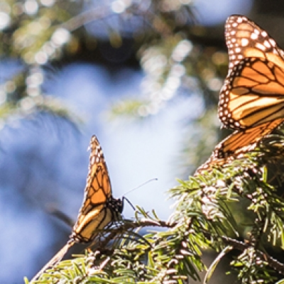 Monarchs