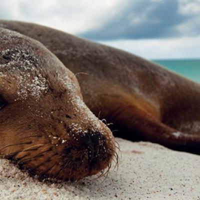Galapagos Sea Lion