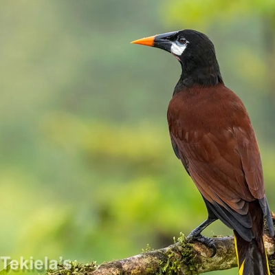 Montezuma Oropendola