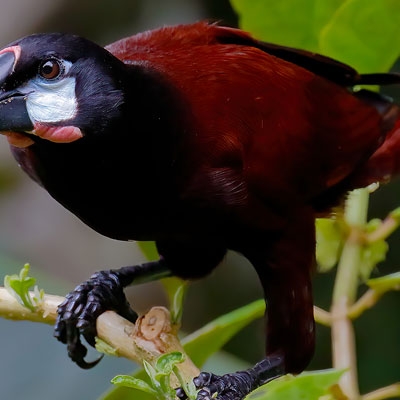 Montezuma Oropendola