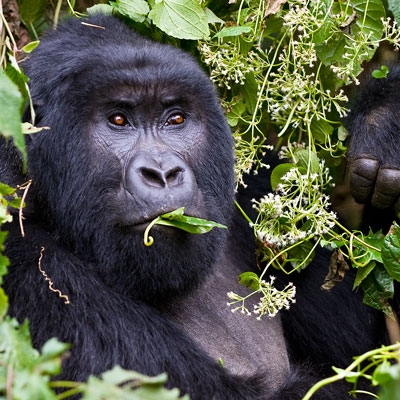 Wild Mountain Gorilla