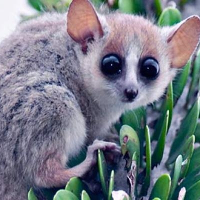 Mouse lemur at Berenty Reserve