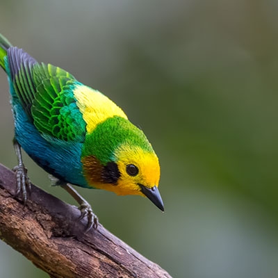 Multicolored Tanager