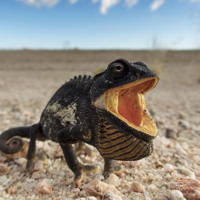 Namaqua Chameleon in Namib Desert