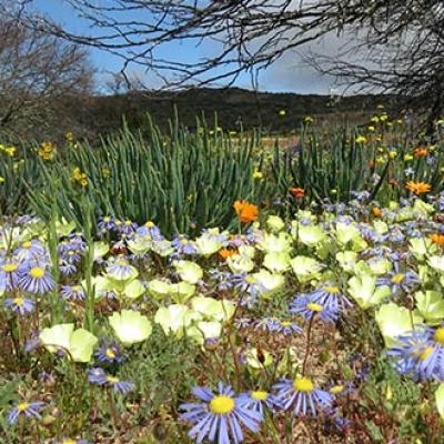 Wildflowers, Namaqualand