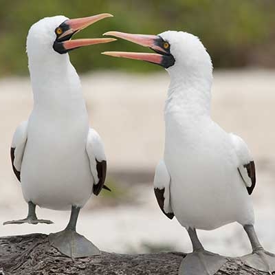 Nazca Boobies