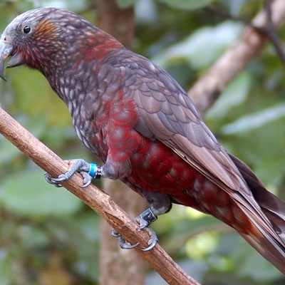 New Zealand Kaka