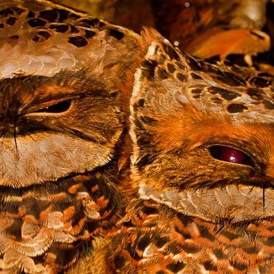 Collared Nightjars