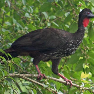 Crested Guan (Penelope purpurascens) at La Selva Biological Station
