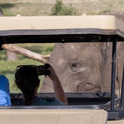 Observing elephants