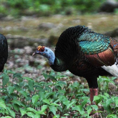 Ocellated Turkeys