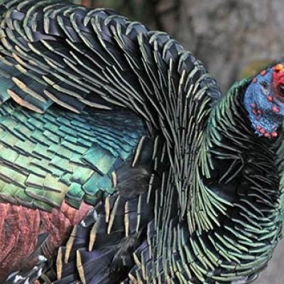 Ocellated Turkey