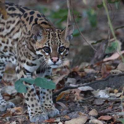 Ocelot