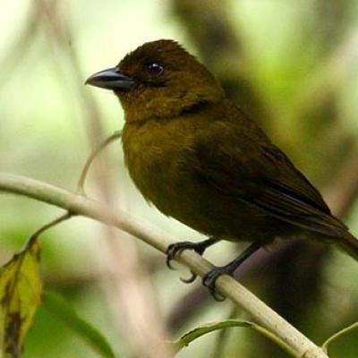 Carmiol's Tanager