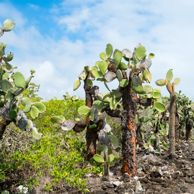 Opuntia cactus in Santa Cruz Island