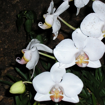 Orchids in Iguazú