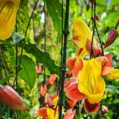 Orchids in Mindo
