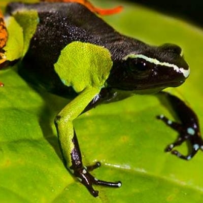 The painted mantella, a Madagascar endemic