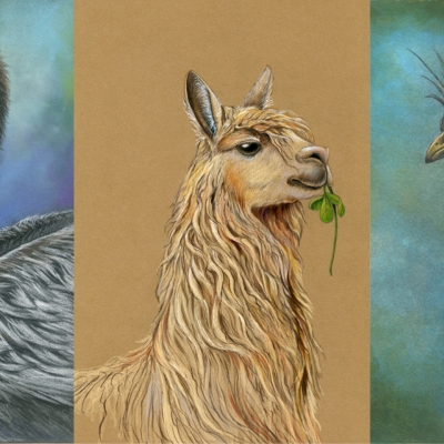 Paintings of Peruvian Pelican, Llama, and Hoatzin