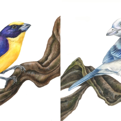 Paintings of Yellow-throated Euphonia and Blue-gray Tanager