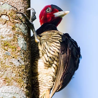 Pale-billed Woodpecker