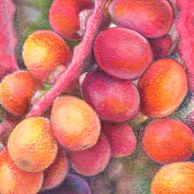 Palm nuts
