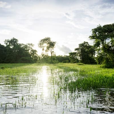 Pantanal wetlands