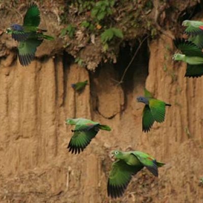Parrot clay lick