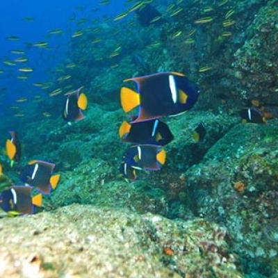 Passer Angelfish