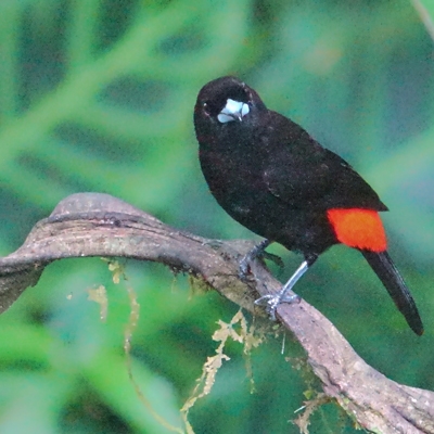 Scarlet-rumped Tanager