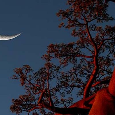 Moon through a baobab tree