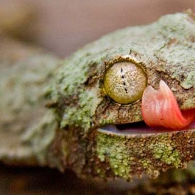 Geckos can't blink so they lick their eyeballs to keep moist