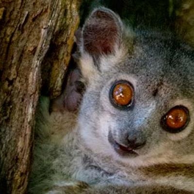 White-footed Sportive Lemur