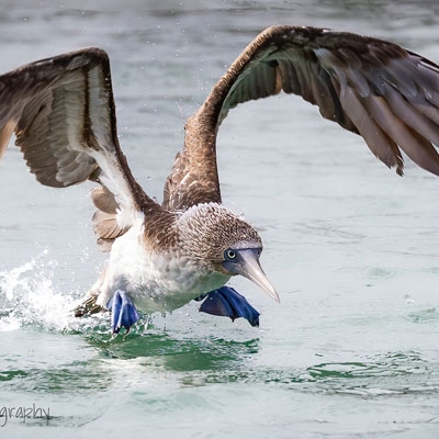 Blue-footed Booby