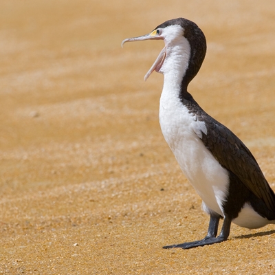 Pied Cormorant