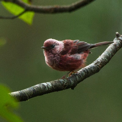 Pink-headed Warbler