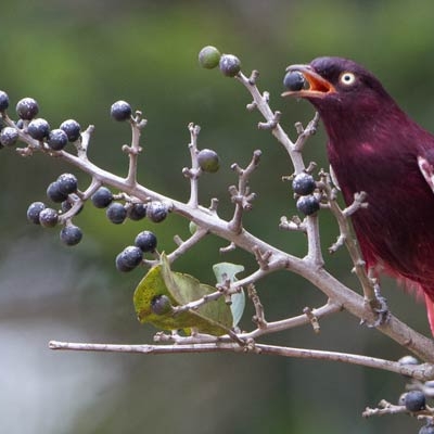 Pompadour Cotinga 