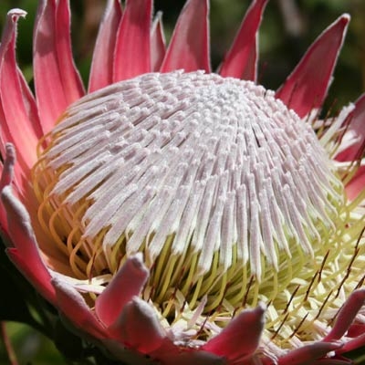Protea cynaroides at Stellenbosch Botanical Garden